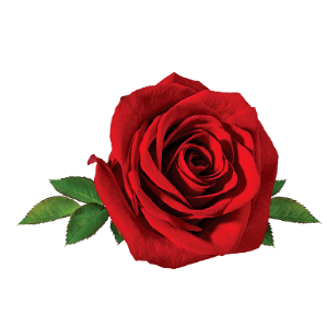 Red Rose