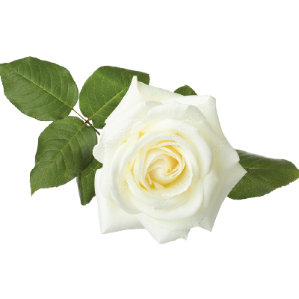 White Rose