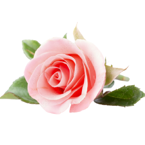 Yellow Rose